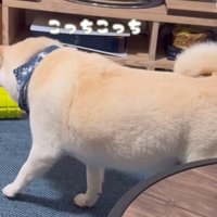 何かをお願いしに来たごん太くん3