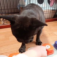 端にあるボタンを指さす飼い主