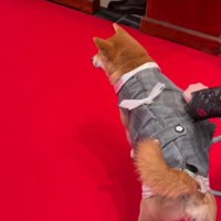 リングドッグに挑戦！