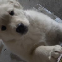 しっぽを振って大喜び♪