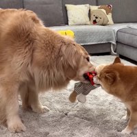 「返さないとダメだよ！！」