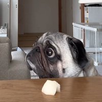 飼い主さんを見るぽこちゃん