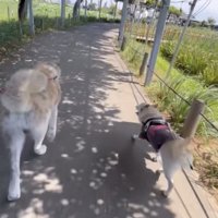 並んで歩く2匹の犬