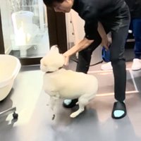 首輪を持たれて暴れる犬