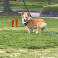 遠くから飼い主を見つめる犬