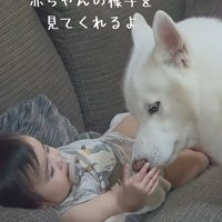 赤ちゃんを見守る大型犬