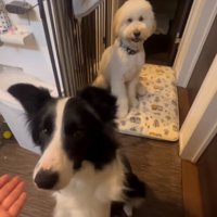 お手をするボーダーコリー