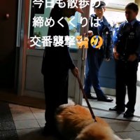 帰宅拒否する秋田犬