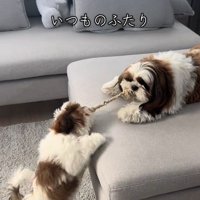 パンちゃん＆コメちゃん2