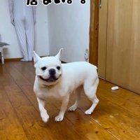 壁と同化したらコロちゃんは気づく？6