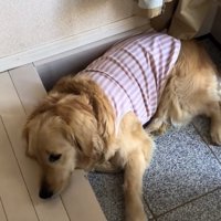 落ち込むロイちゃん