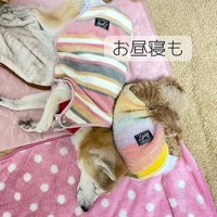 お昼寝するはち君とぷく君