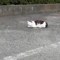 堂々と居座る地域猫さん♪