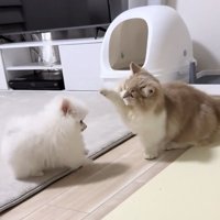 前足を上げる猫と見つめる犬