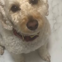 飼い主の仕事についていきたい犬