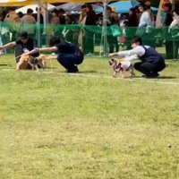 横を向く犬2