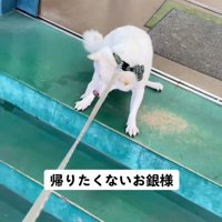 引きずられる銀くん