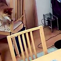 イスから降りられなくなった