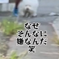 男性のハンカチを素通りする犬