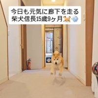 飛び跳ねるような信長くん