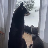「これなんだろう？」「わかんない」