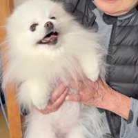 おばあちゃんに抱っこされて笑顔になる犬