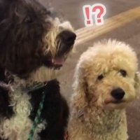 パパさんとプルミちゃん＆バニーちゃんの再会2