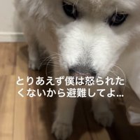 離れず寄り添う犬
