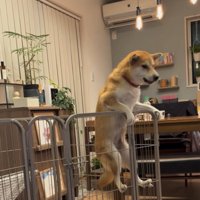 柵に登る犬2