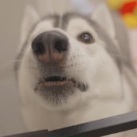 男性に不満をぶつけるように声をあげるグレーの犬