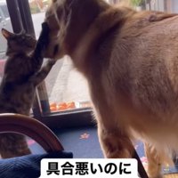 子猫と遊ぶ大型犬