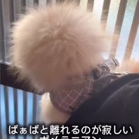 おばあちゃんと離れたくないすのぅちゃん6