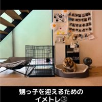 正面を向く犬