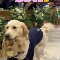 カゴを咥えて式場の中を歩き回る犬