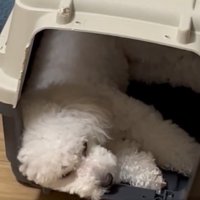 ピクピク