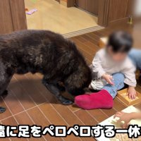 ペロペロ舐めて毛づくろい