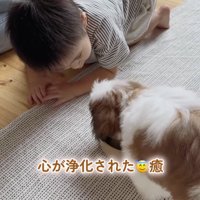 ごはんを食べる犬と、それを見つめる男の子