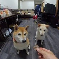 どっちだ