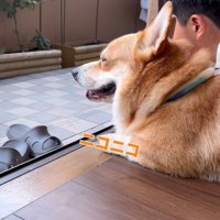 笑顔でくつろぐ犬