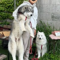 まるで別犬のよう！？