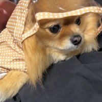 レインコートを着せて…