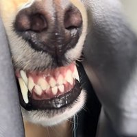 ケルベロスみたい♪