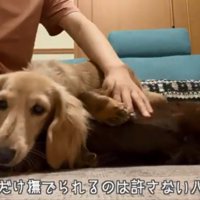 撫でてほしいパンナちゃん