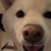 見つめる犬2