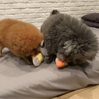 さっそく遊び始める2匹