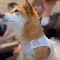 結婚式に参加したおみそちゃん