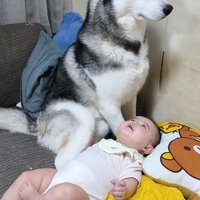 赤ちゃんを見守る大型犬