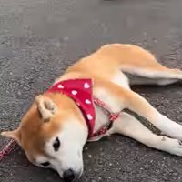 帰宅拒否する柴犬