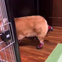 右の後ろ足をお尻の高さまで上げる犬