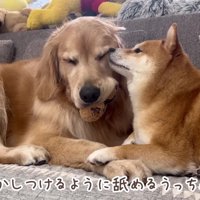 おからちゃんの毛づくろい